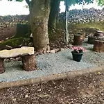 Birch Tree * ويستبورت