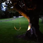 Birch Tree