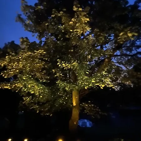 بيت للعطل Birch Tree *