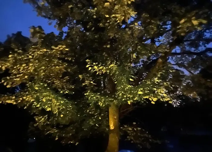 Semesterbostad Birch Tree *